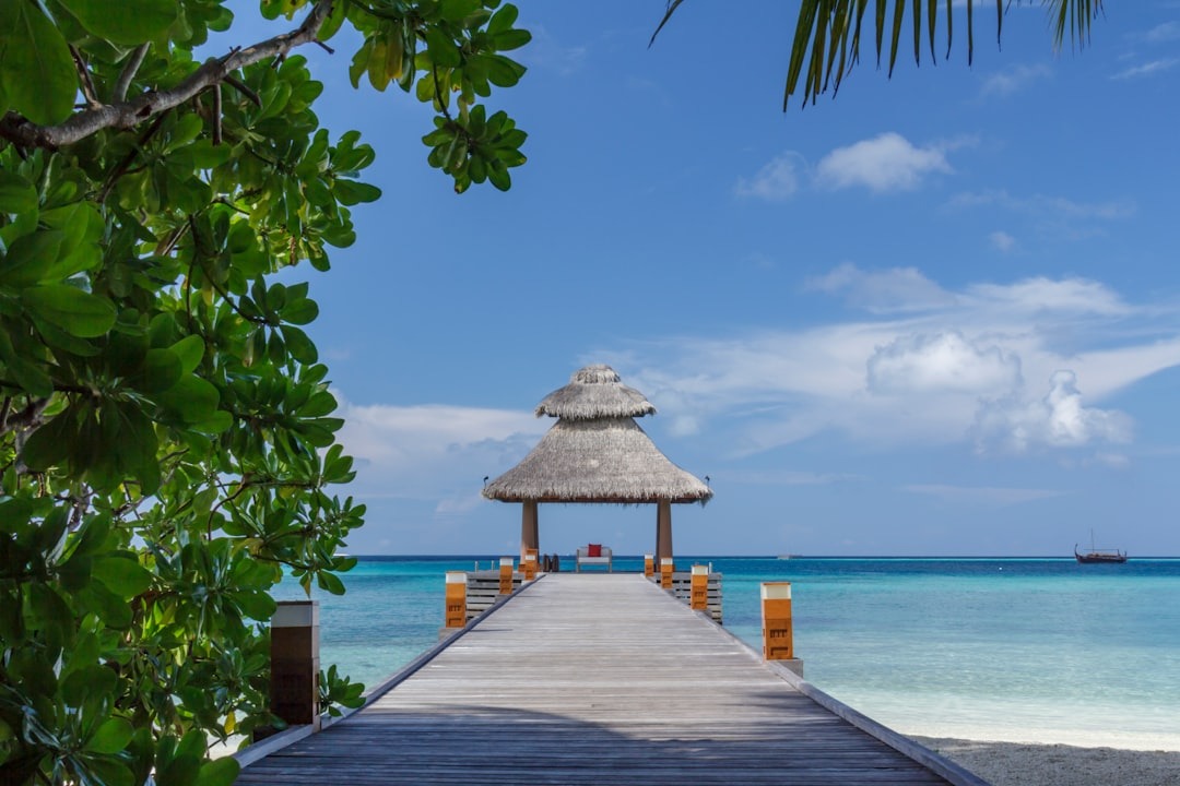 brown wooden beach dock near body of water during daytime